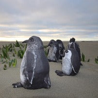 Sea Week Penguin Workshop - Sunday 9 March 9.30 - 11.30 am